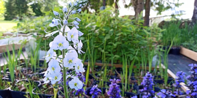 Veronica gentianoides 'Pallida' Emajuurelaadne mailane